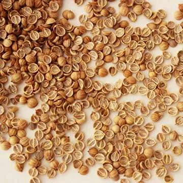 Leisure Splits Cilantro Seeds - 1 Lb - Non-GMO Herb & Microgreens Gardening Seeds - Culinary Herb - Corriander - Coriandrum sativum