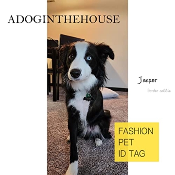 Personalized Stainless Steel ID Tags for Pets