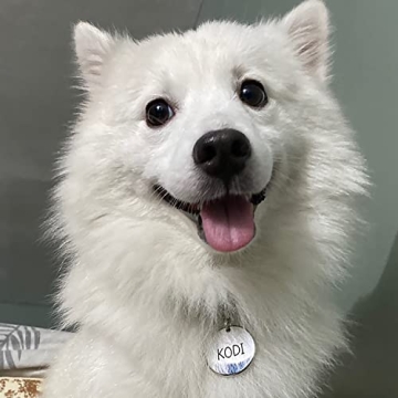 Personalized Stainless Steel ID Tags for Pets