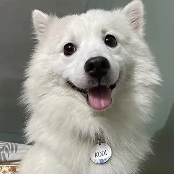 Personalized Stainless Steel ID Tags for Pets