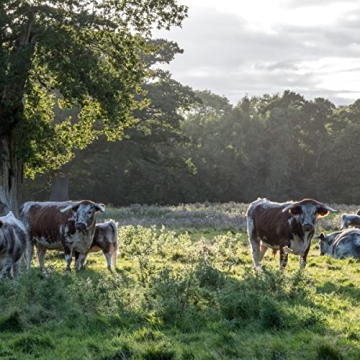 EPIC Wagyu Beef Jerky Strips - Protein Snack for All