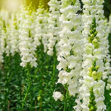 Snapdragon Seeds - 5000 Colorful & Fragrant Blooms