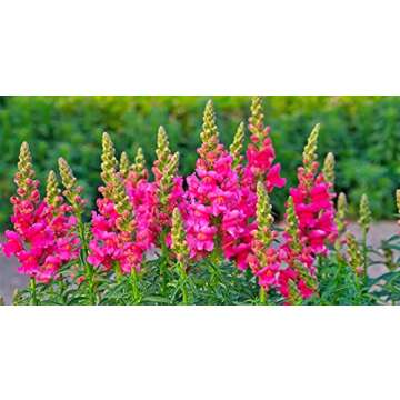 Snapdragon Seeds - 5000 Colorful & Fragrant Blooms