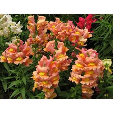 Snapdragon Seeds - 5000 Colorful & Fragrant Blooms