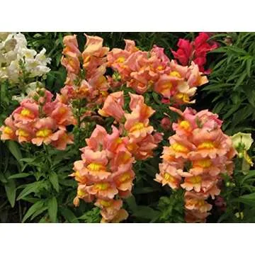 Snapdragon Seeds - 5000 Colorful & Fragrant Blooms