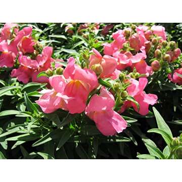 Snapdragon Seeds - 5000 Colorful & Fragrant Blooms
