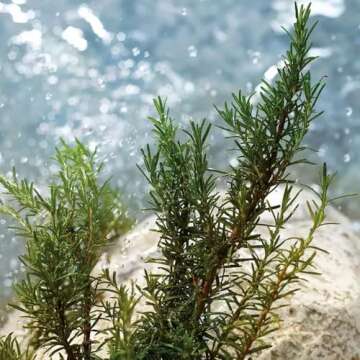 Dolce & Gabbana Light Blue Pour Homme, Eau De Toilette Spray, For Men - 40 ml / 1.3 fl.oz