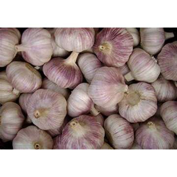 Garlic Bulbs Whole, Early Purple Italian Garlic Bulbs, 4 Bulbs, This Garlic is Ready for Eating or Planting, Cool Beans N Sprouts