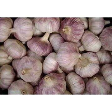 Garlic Bulbs Whole, Early Purple Italian Garlic Bulbs, 4 Bulbs, This Garlic is Ready for Eating or Planting, Cool Beans N Sprouts