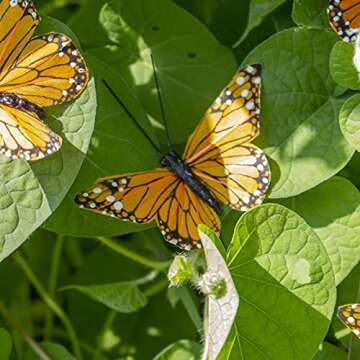 Berfutall- Monarch Butterfly Decor, Feather Butterfly Decorations Set of 12 with Wire, 3", Orange