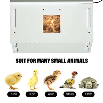 Upgraded Chick Brooder with Viewing Window