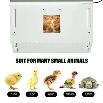 Upgraded Chick Brooder with Viewing Window