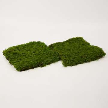 Prefleur Preserved Sheet Moss Natural Green Decorative Real Natural Green DIY Kit Gardenning Art Wall Decor Florist Decor Easter Table Decor Wedding(2 sq.ft.) (Green-B)