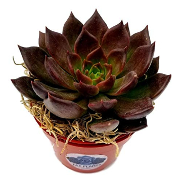 Fat Plants San Dieg Echeveria Succulent Plant (4 inch, Black Prince)