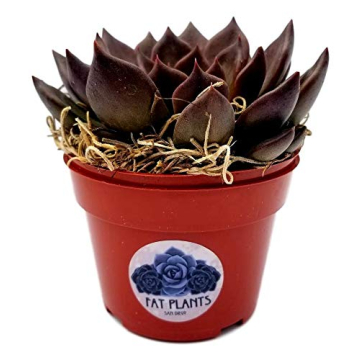Fat Plants San Diego Echeveria Succulent - 4 Inch Black Prince