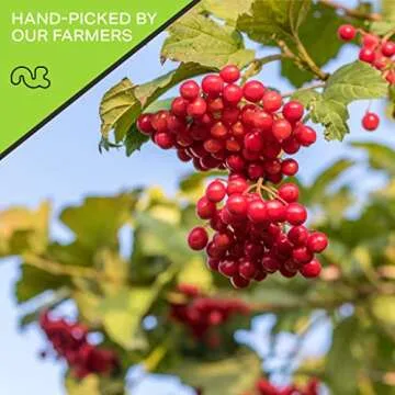 Delicious Nut Cravings Dried Cranberries 16oz for Snacks