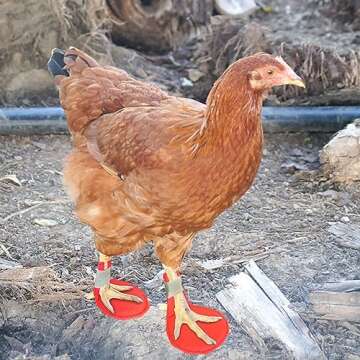 pranovo 2 Pack Chicken Splint Chicken Leg Splint for Hen Broken Feet Curled Toes Roosters
