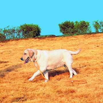 Careble Dog Leash Rope Slip Lead Nylon Pet Leashes Soft Thicken Handle Strong 6 Foot Slip On Collar Leash for Large Medium Dogs Small Puppy