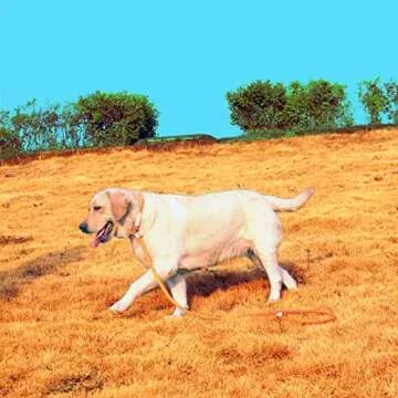 Careble Dog Leash Rope Slip Lead Nylon Pet Leashes Soft Thicken Handle Strong 6 Foot Slip On Collar Leash for Large Medium Dogs Small Puppy