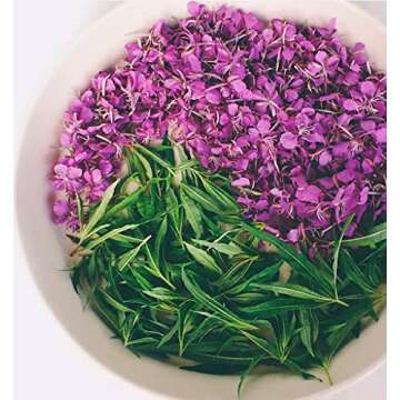 Natural Organic Russian Premium Ivan-Tea (Fireweeds | CHAMERION | KOPORYE TEA| Russian Tea) Fermented Long Leaf Tea with Black and Red Currant, 12 tea pyramids in individual sachet-envelope, 24 gram/ 0.85 oz