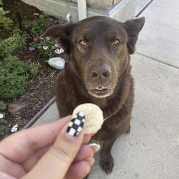 Healthy Pupford Freeze Dried Banana Treats for Dogs