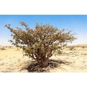 US Organic 100% Pure Frankincense Essential Oil, USDA Certified Organic, Steam Distilled, Boswellia serrata, Sourced from India, Topically or in Diffuser, Perfect for Aging Skin, All skin type (10 ml)