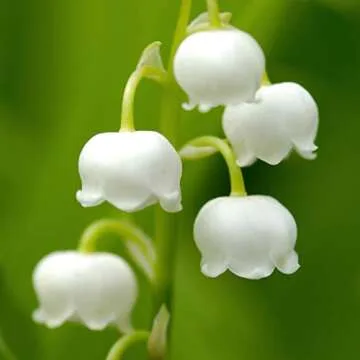 Casual by Paul Sebastian - Fresh Women's Fragrance