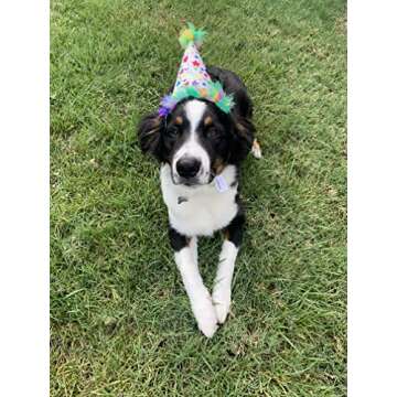 Huxley & Kent Pet Party Hat | Birthday Hat for Dogs and Cats