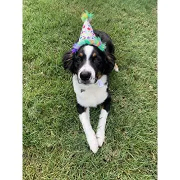 Huxley & Kent Pet Party Hat | Birthday Hat for Dogs and Cats