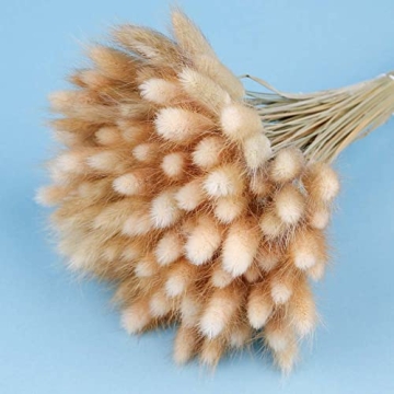 Natural Dried Bunny Tail Grass for Home Decor & Events
