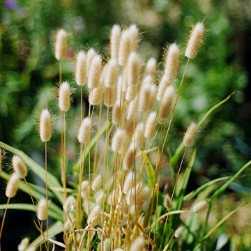 Natural Dried Bunny Tail Grass for Home Decor & Events