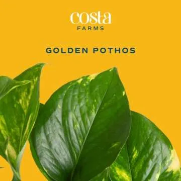 Costa Farms Golden Pothos Live Plant, Easy Care Indoor House Plant in Grower's Pot, Potting Soil, Gr...