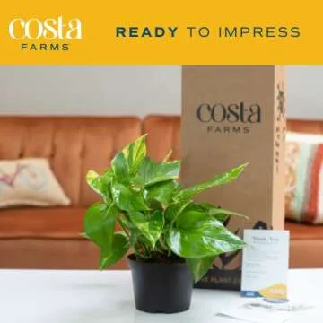 Costa Farms Golden Pothos Indoor Plant - 10 Inches Tall