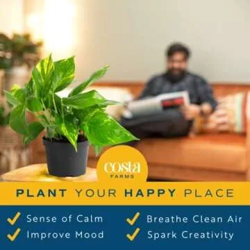 Costa Farms Golden Pothos Indoor Plant - 10 Inches Tall