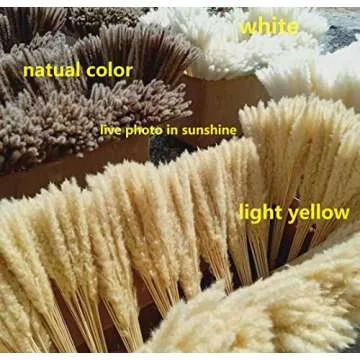 DongArts 60 Pcs Dired Small Pampas Grass Bunch, 23 Inch Natural Dried Reed Plumes for Wedding Decor (Light Yellow)