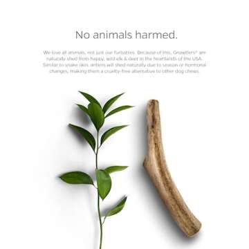 Pet Parents Gnawtlers - Premium Elk Antlers for Dogs, Naturally Shed Elk Antlers for Dogs, All Natural Elk Antler Dog Chew, Dog Bones, Specially Selected from The Heartland Regions (Large)