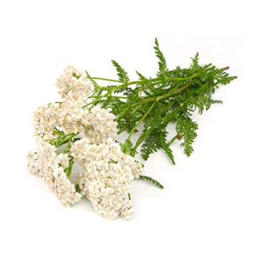 Yarrow Herb Tea for Digestive Support - 100% Natural