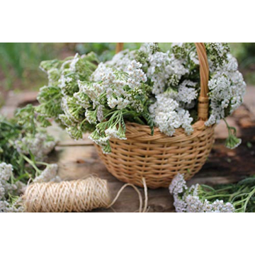 Yarrow Herb Tea for Digestive Support - 100% Natural