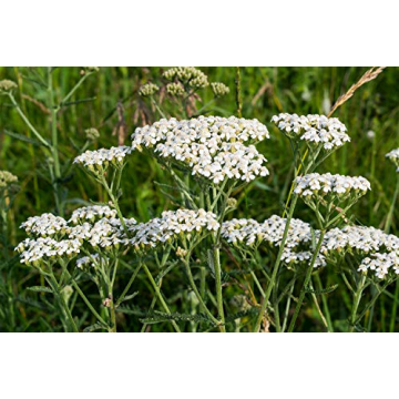 Yarrow Herb Tea for Digestive Support - 100% Natural