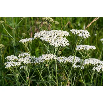 Yarrow Herb Tea for Digestive Support - 100% Natural