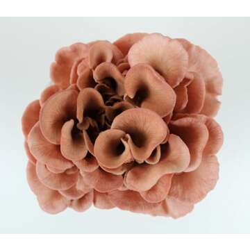 Pink Oyster Mushroom Grow Kit - Easy Home Cultivation in 10 Days