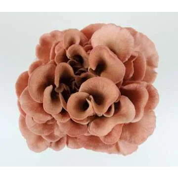 Pink Oyster Mushroom Grow Kit - Easy Home Cultivation in 10 Days