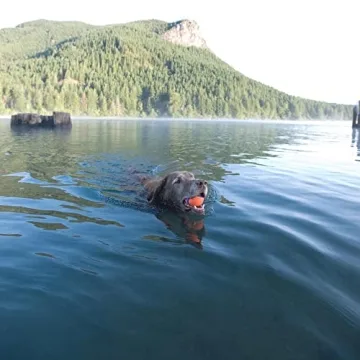 Durable Fetch Toy for Large Dogs - Chuckit! Ultra Ball