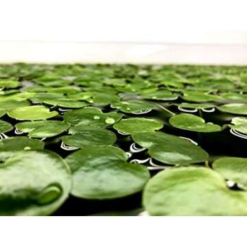 20+ Leaves Amazon Frogbit (+Free Bonus Plant) Live Floating Plant for Aquarium (Limnobium Laevigatum) by Aquarigram