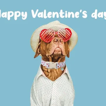 Stylish DOGWONG Valentine Dog Collar for Any Dog