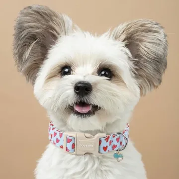 Stylish DOGWONG Valentine Dog Collar for Any Dog