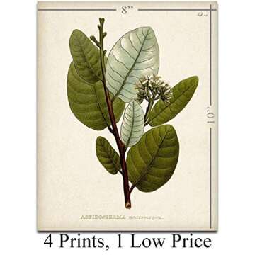 Botanical Wall Art - Set of Four Sage Wall Art Prints, Vintage Botanical Prints (8x10) Unframed - Sage Bathroom Accessories Kitchen Botanical Decor, Plant Poster Green Prints, Nature Plant Prints