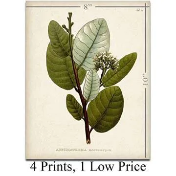 Botanical Wall Art - Set of Four Sage Wall Art Prints, Vintage Botanical Prints (8x10) Unframed - Sage Bathroom Accessories Kitchen Botanical Decor, Plant Poster Green Prints, Nature Plant Prints