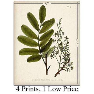 Botanical Wall Art - Set of Four Sage Wall Art Prints, Vintage Botanical Prints (8x10) Unframed - Sage Bathroom Accessories Kitchen Botanical Decor, Plant Poster Green Prints, Nature Plant Prints