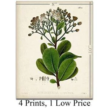 Botanical Wall Art - Set of Four Sage Wall Art Prints, Vintage Botanical Prints (8x10) Unframed - Sage Bathroom Accessories Kitchen Botanical Decor, Plant Poster Green Prints, Nature Plant Prints